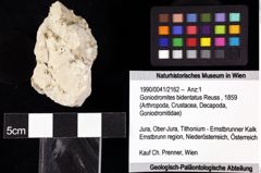 Foto (Objket + Etiketten) von Goniodromites bidentatus (Reuss, 1859) 